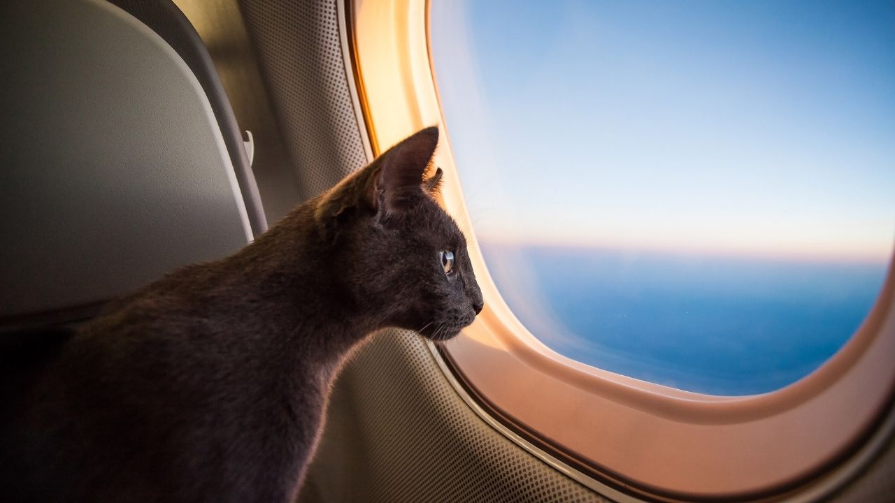mascota en avión