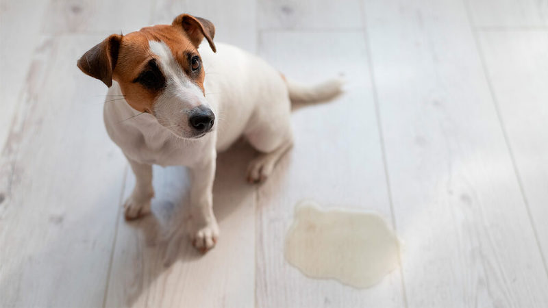 Hogar pet-friendly