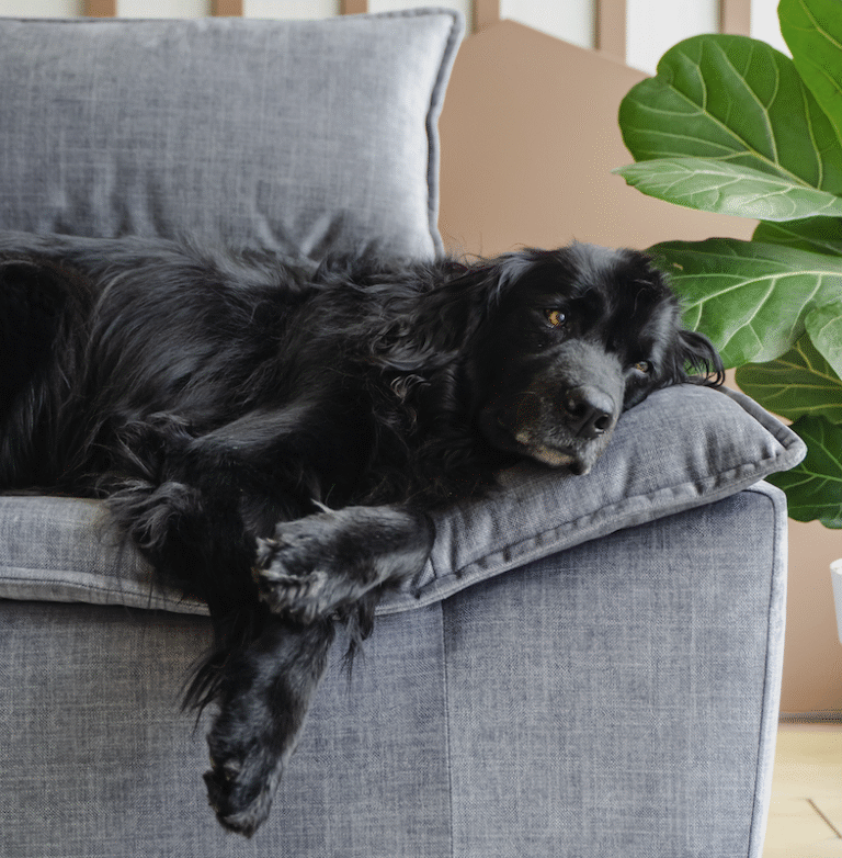 mascotas telas muebles